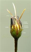  Flower (with petals removed)-Filaments of stamens opp. sepals longer